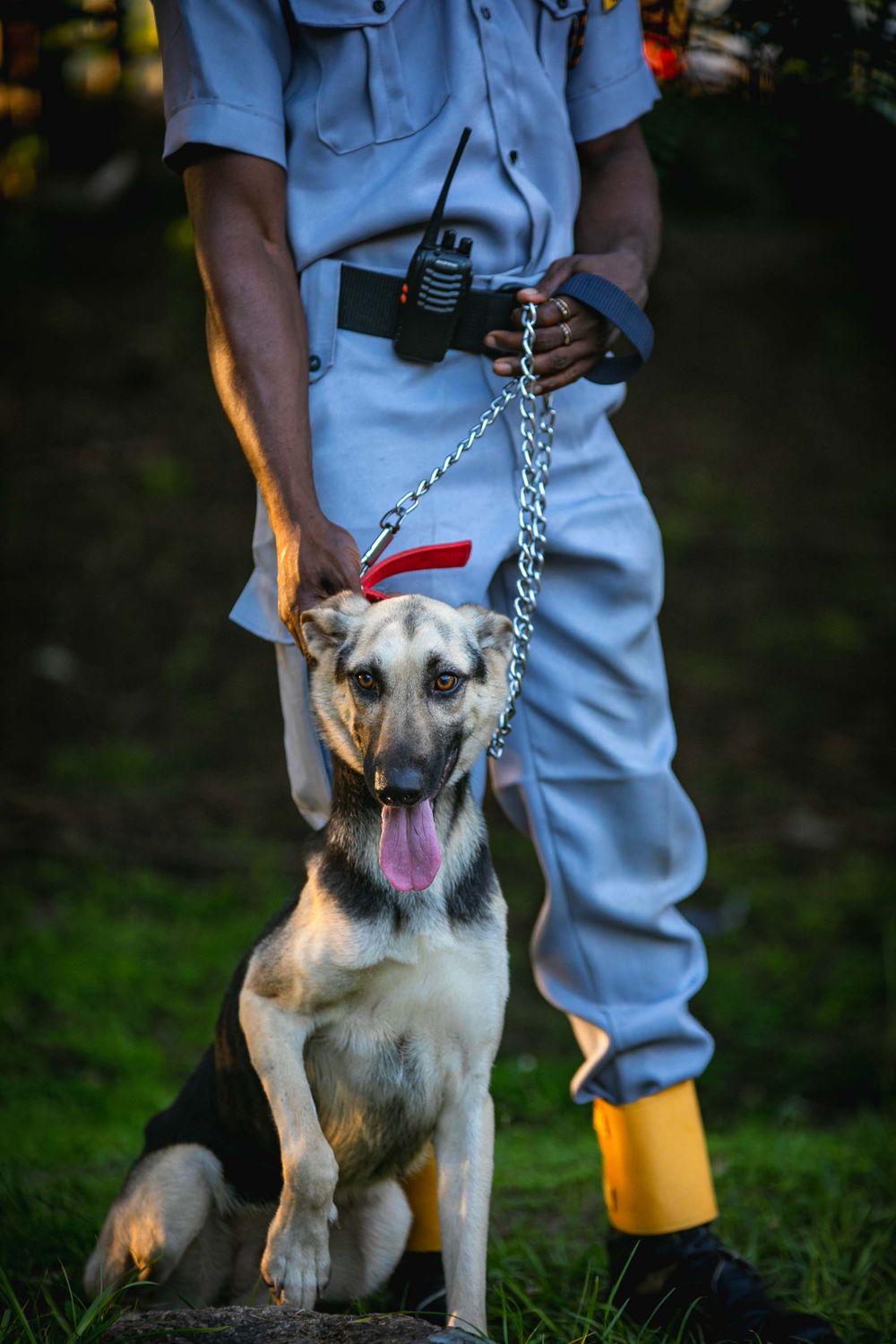 Full range of security dog equipment